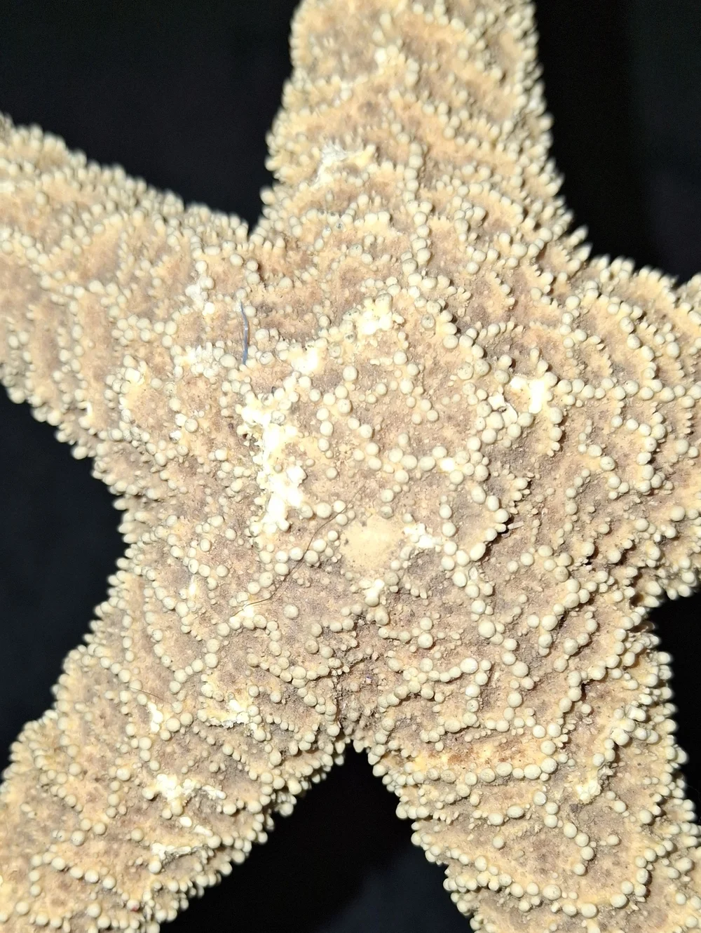 Natural Dried Starfish - Sand Beige Coastal Decor